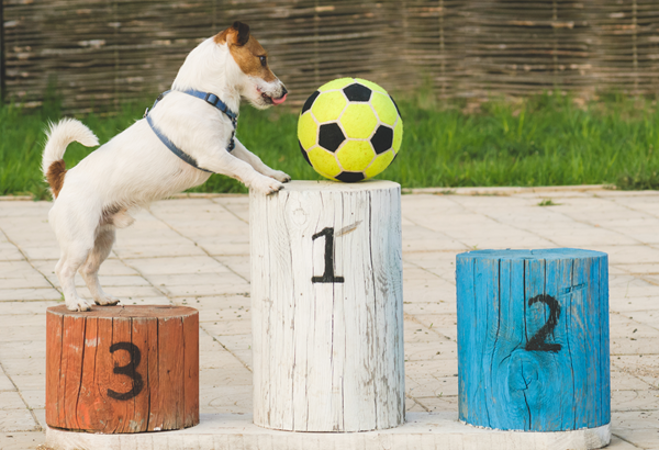 image for Medal Contenders: Which Pet Breeds Would Excel in the Olympics?