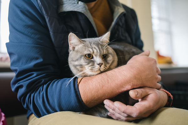 image for Treating Cancer in Pets: What You Need to Know After a Diagnosis